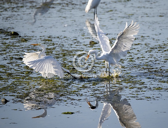 Two great egrets fighting on the pond