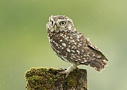 Little Owl Perching