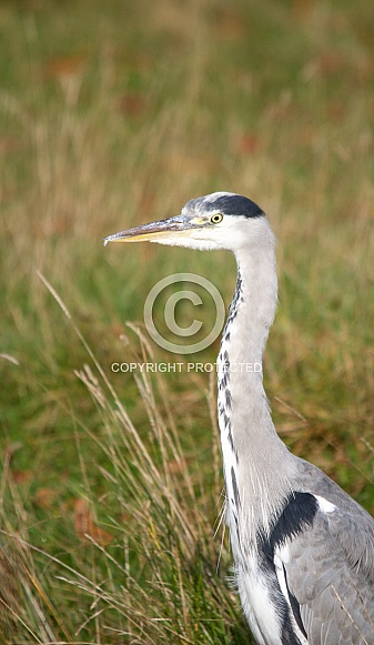 Grey heron