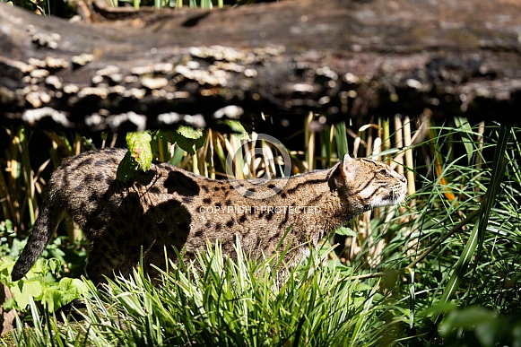 Fishing cat Fishing cat
