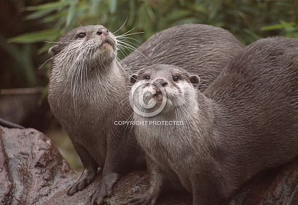 Asian short clawed otter Asian short clawed otter