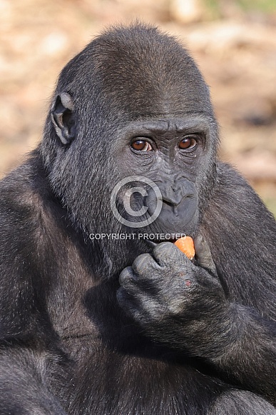 Western Lowland Gorilla (Gorilla Gorilla Gorilla) Western Lowland Gorilla (Gorilla Gorilla Gorilla)