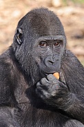 Western Lowland Gorilla (Gorilla Gorilla Gorilla)