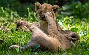Lion cub's playing