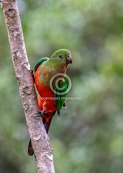 King Parrot