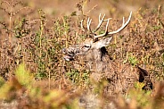 Red deer