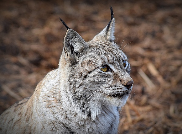 Eurasian Lynx