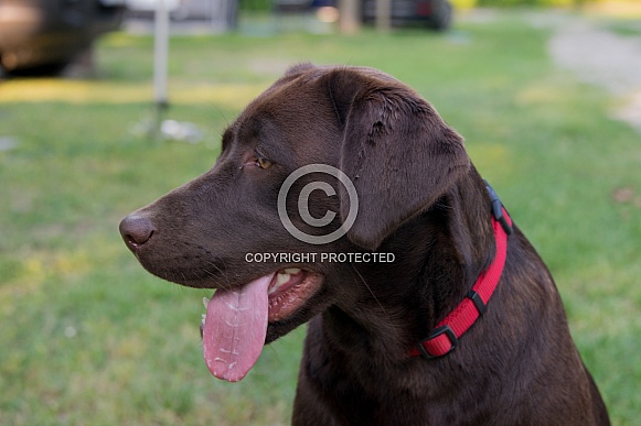 Chocolate Labrador Chocolate Labrador