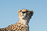 Cheetah