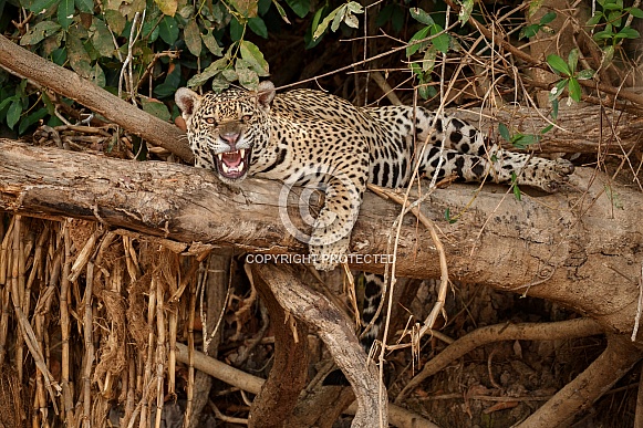 American jaguar in the nature habitat