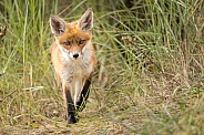 Young red fox cub in nature