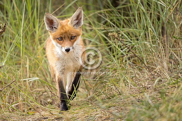 Young red fox cub in nature