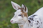 Portrait of a white roe deer