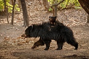 Sloth bear in the nature habitat.