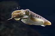 Common cuttlefish (Sepia officinalis)