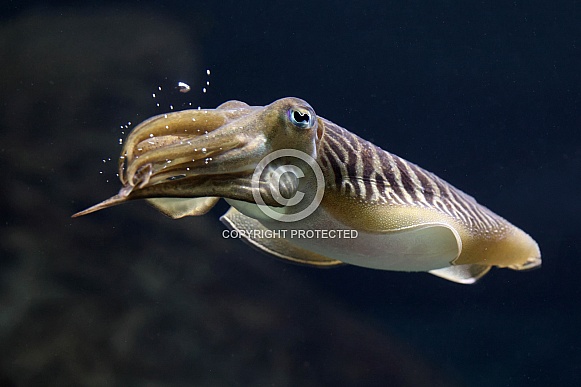 Common cuttlefish (Sepia officinalis)