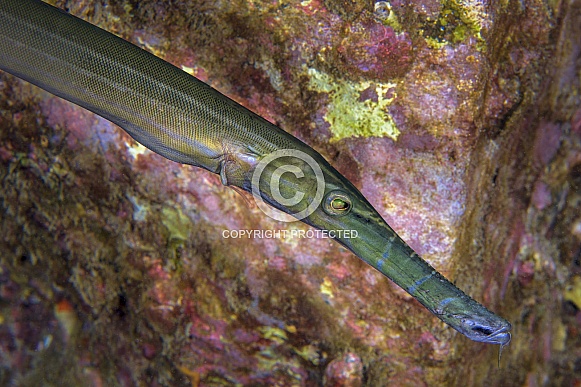 Trumpetfish