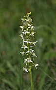 Greater butterfly Orchid
