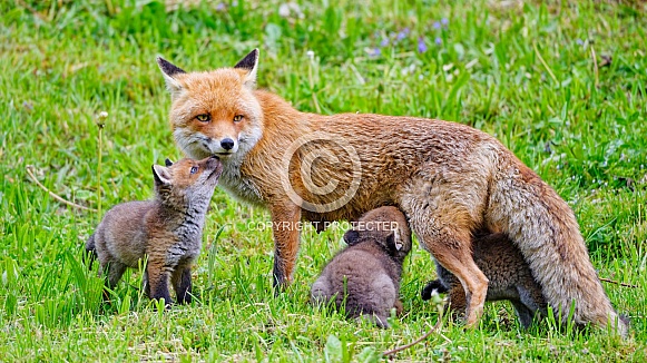 Mother with fox pups