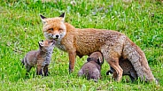 Mother with fox pups