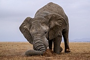 Bull elephant in musth