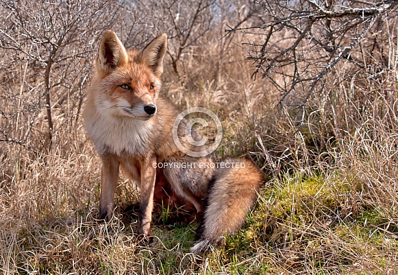 Red Fox