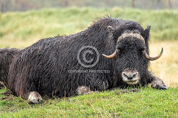 Wet Alaskan Musk Ox lying down in grass