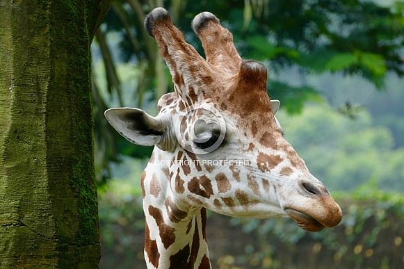 Giraffe