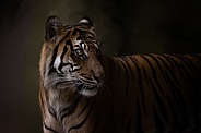 Indrah - Sumatran tiger