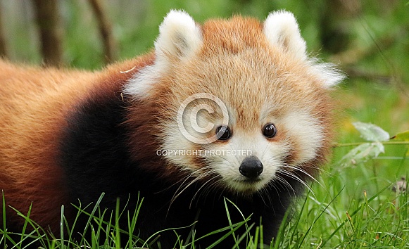 Red Panda