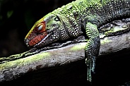 Northern Caiman Lizard (Dracaena guianensis)
