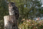 African Spotted Eagle Owl On Stump In Natural Surroundings