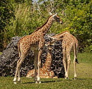 Baby Reticulated Giraffe