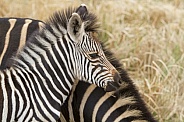 Zebra foal (wild)