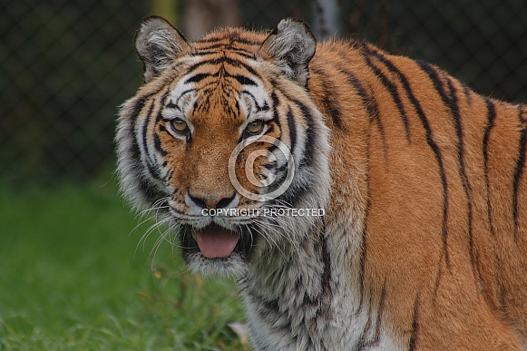 Amur Tiger Facing Camera With Tongue Out