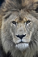 African Lion