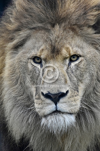 African Lion