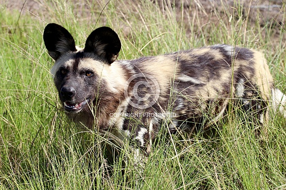 African Wild Dog