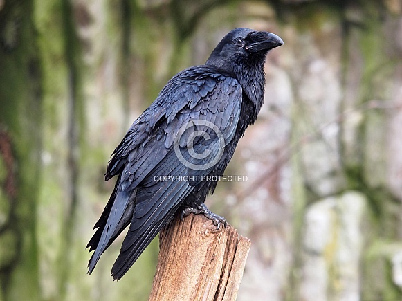 Raven (Corvus corax) Raven (Corvus corax)