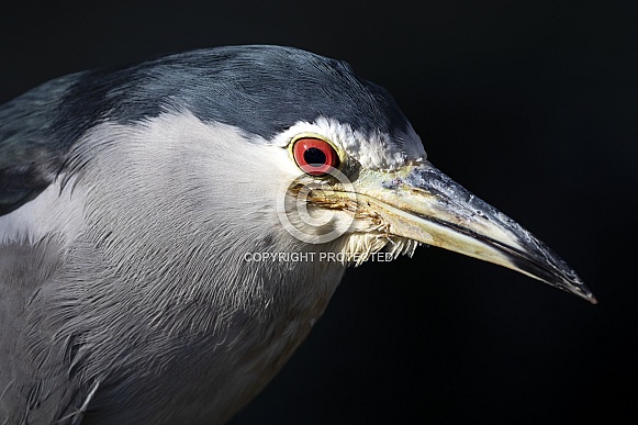 black-crowned night heron (Nycticorax nycticorax) black-crowned night heron (Nycticorax nycticorax)