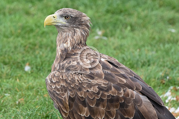 Sea Eagle