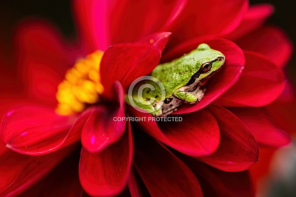 Tree Frog resting in red dahlia flower