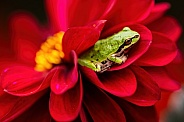 Tree Frog resting in red dahlia flower