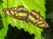 Malachite (Siproetes stelenes) Butterfly