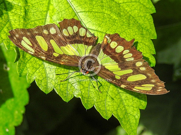 Malachite (Siproetes stelenes) Butterfly