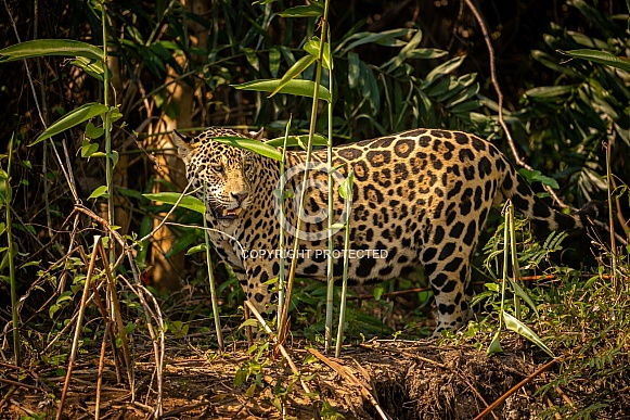 American jaguar in the nature habitat