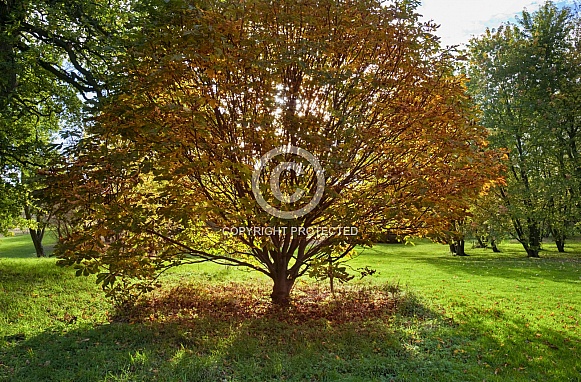 Woodland trees and Autumn colors Woodland trees and Autumn colors