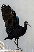 Puna ibis (Plegadis ridgwayi)