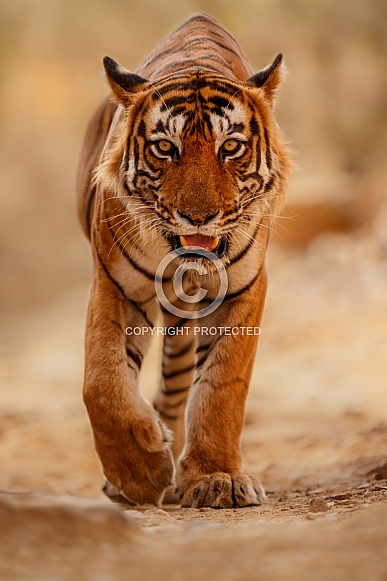 Beautiful tiger in the nature habitat. Tiger pose in amazing light. Wildlife scene with wild animal. Indian wildlife. Indian tiger. Panthera tigris tigris.