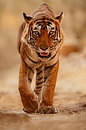 Beautiful tiger in the nature habitat. Tiger pose in amazing light. Wildlife scene with wild animal. Indian wildlife. Indian tiger. Panthera tigris tigris.